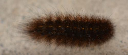 Phragmatobia fuliginosa